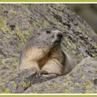 marmotte des pyrénées 1