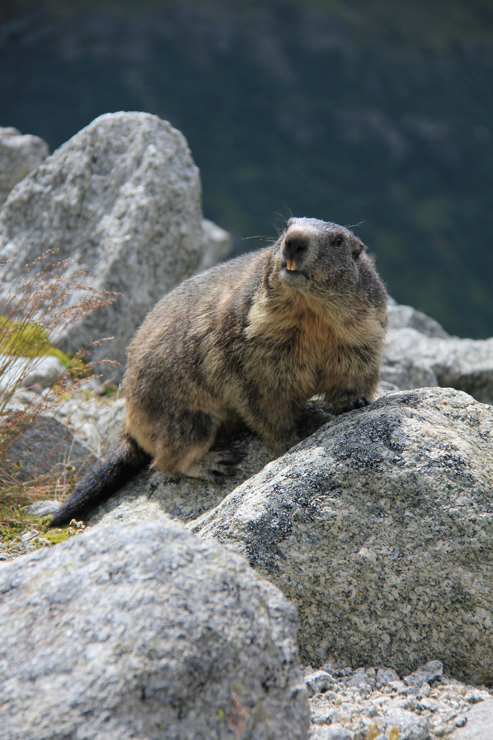 Marmotte du glacier du Rhône