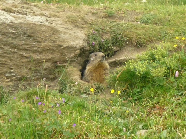 Marmotte du Mont Cenis (Savoie) 2