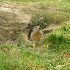 Marmotte du Mont Cenis (Savoie) 2