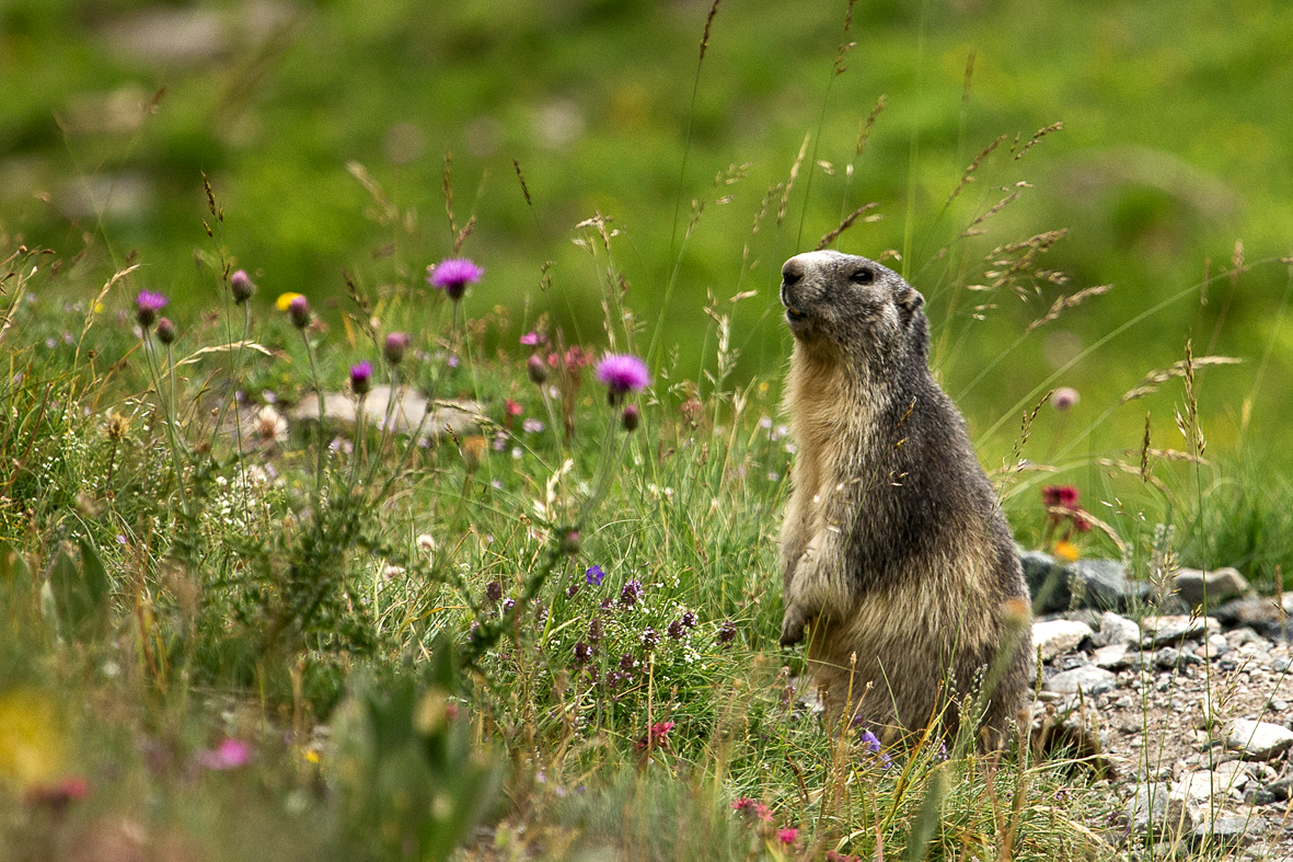 Marmotte du Queyras