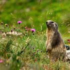 Marmotte du Queyras