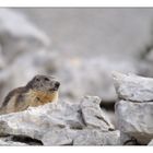 Marmotte du Vercors