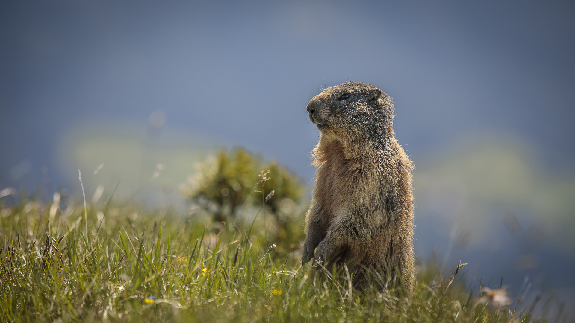 Marmotte