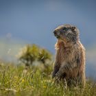 Marmotte