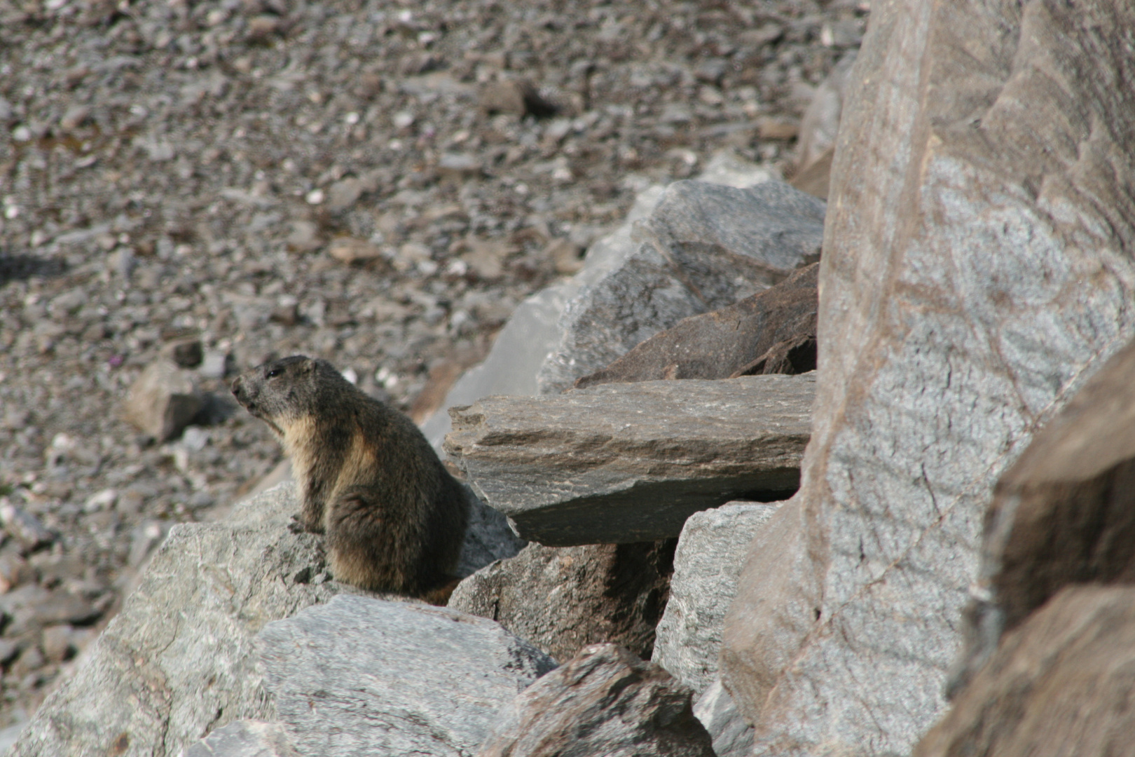 marmotte