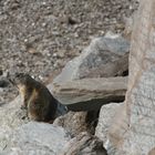 marmotte