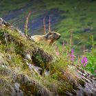 Marmotte en Haute-Savoie