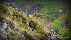 Marmotte en Haute-Savoie