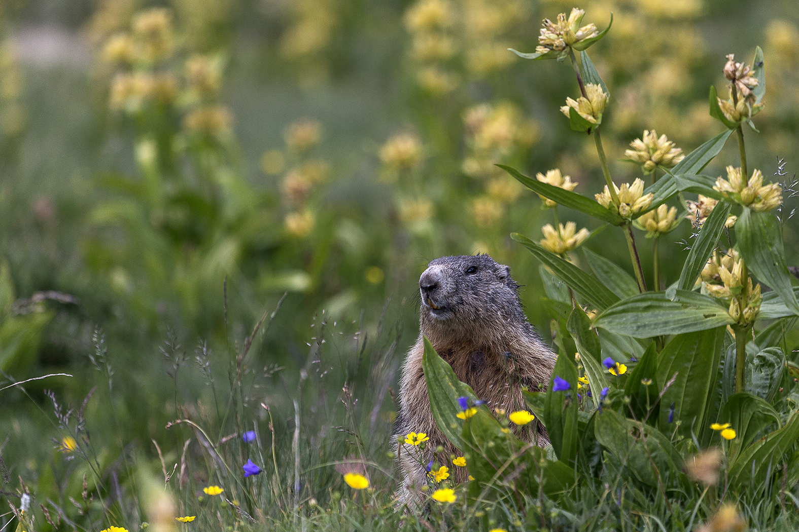 Marmotte en Queyras