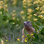 Marmotte en Queyras