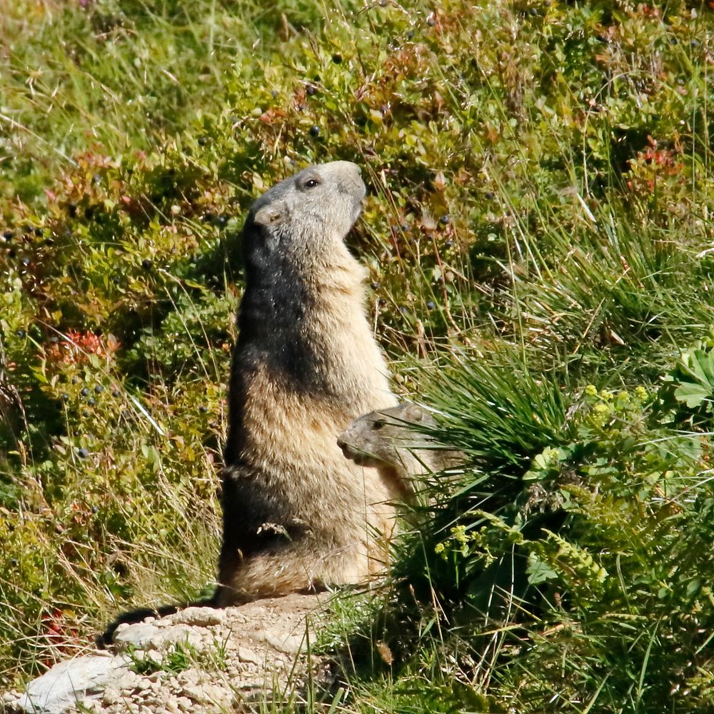 marmotte et son petit