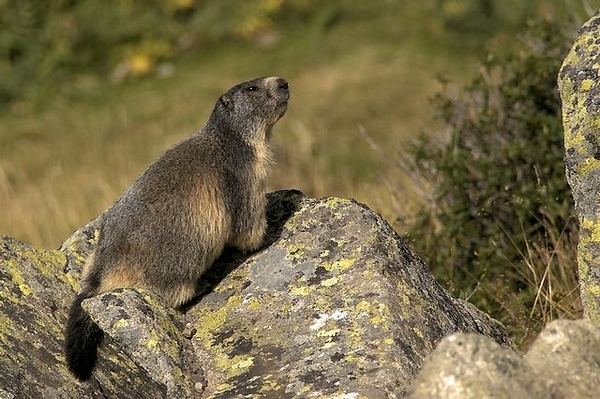 marmotte