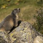 marmotte