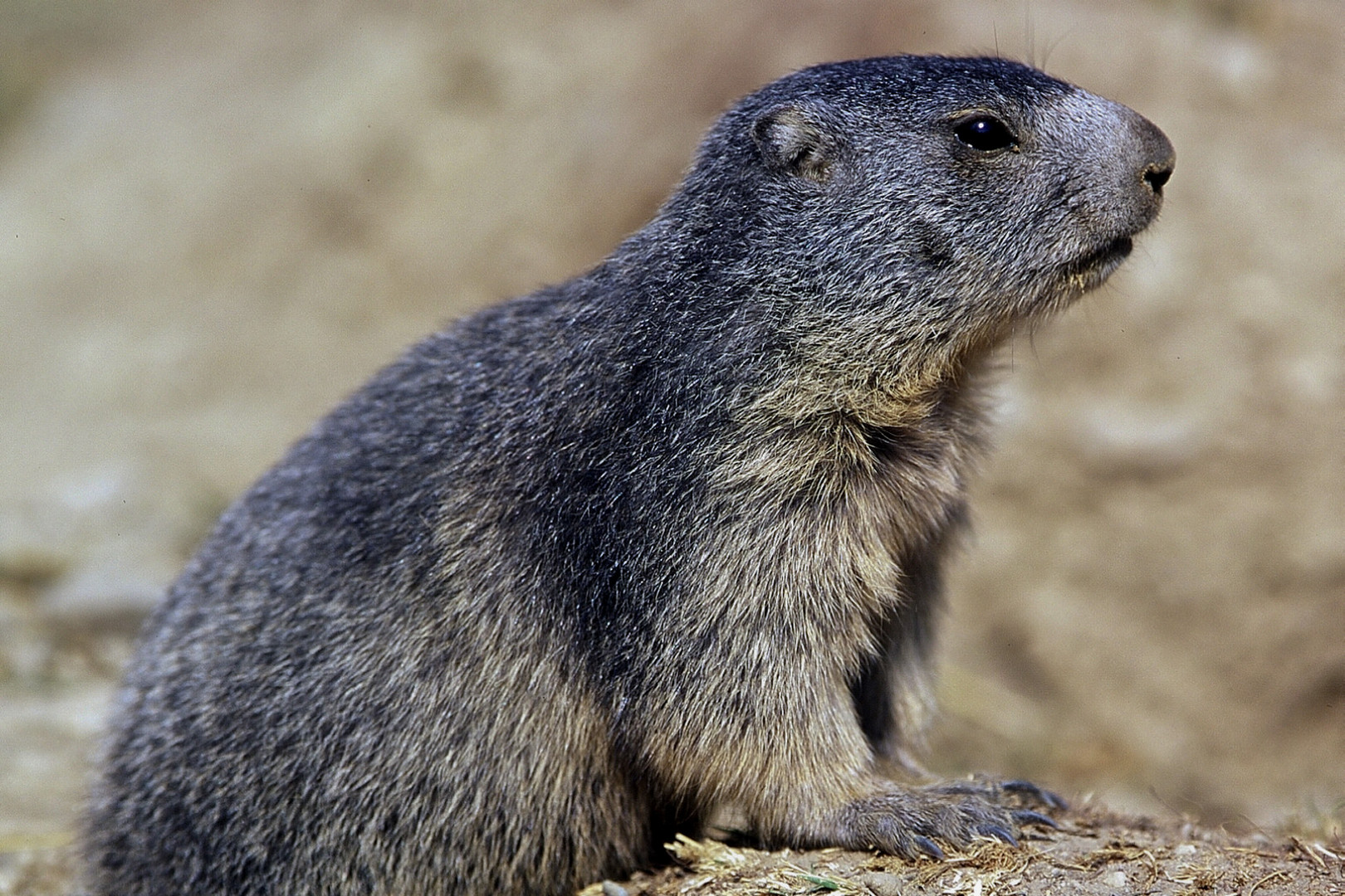 Marmotte