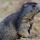 Marmotte