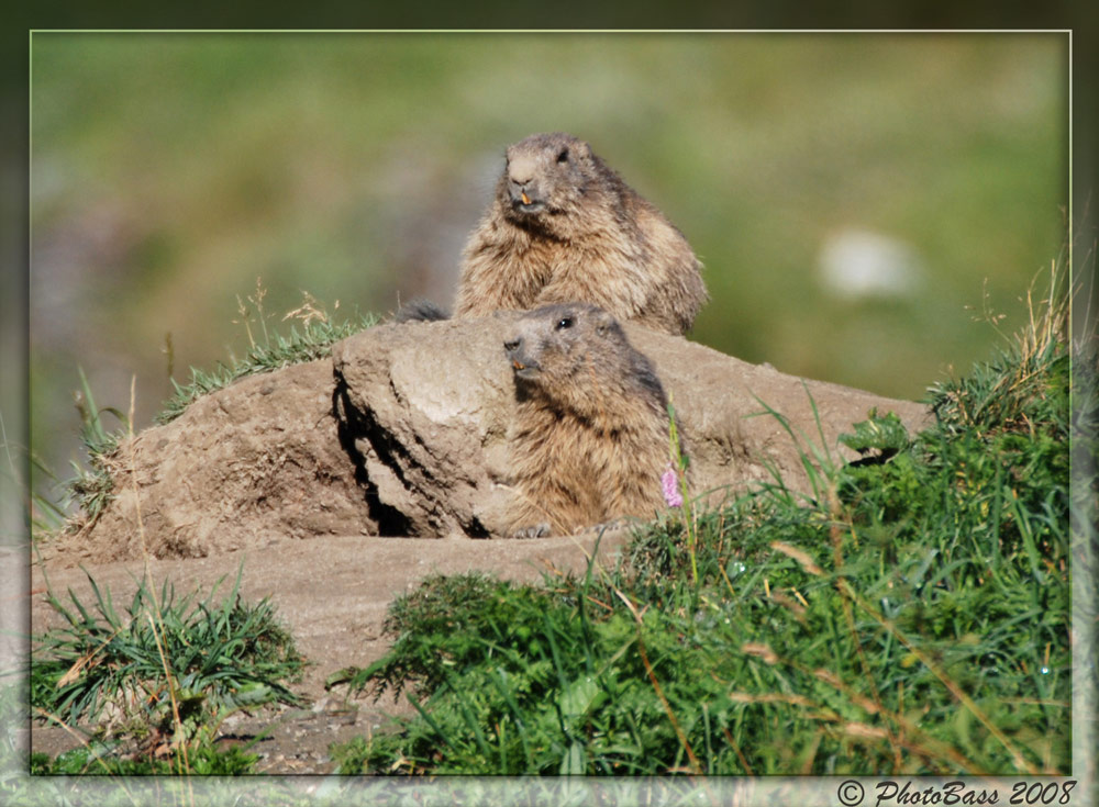 Marmotte .....finalmente al sole ....