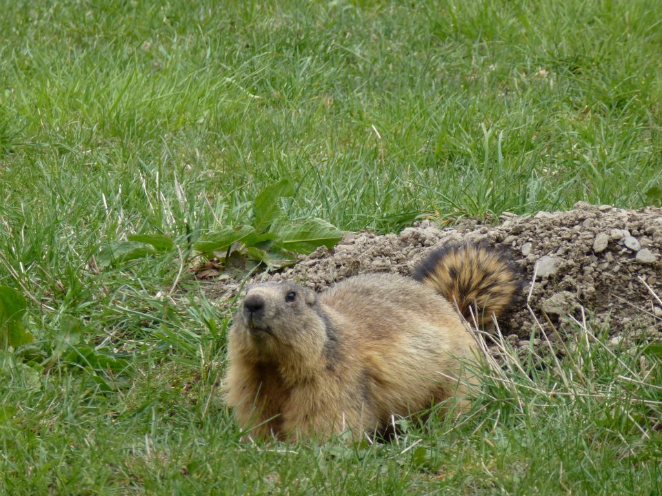 Marmotte (Hautes-alpes 05)