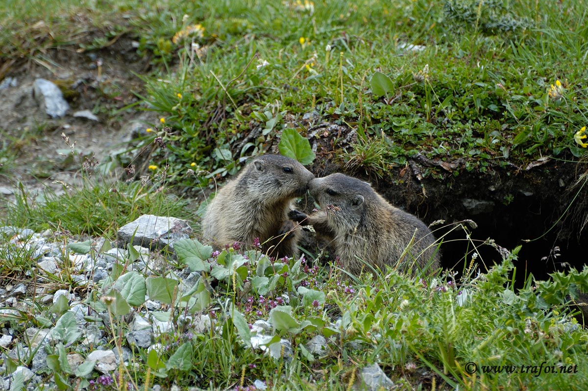 Marmotte in Love