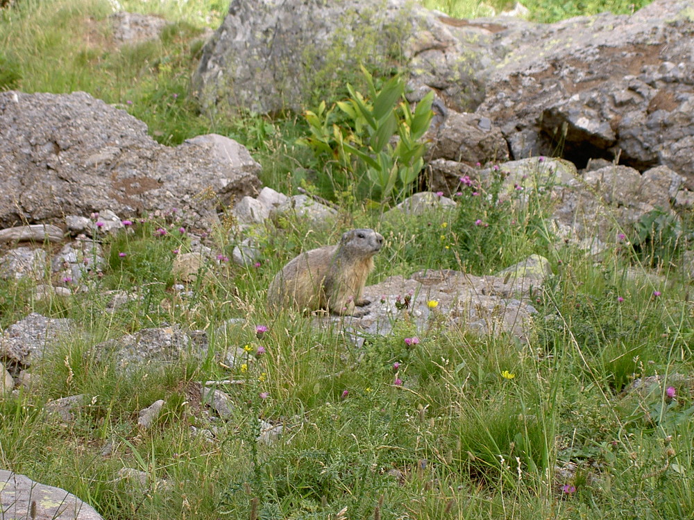 marmotte lac d'allos