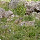 marmotte lac d'allos