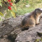 Marmotte Le Valcaudemar du Parc National des Ecrins. (France)