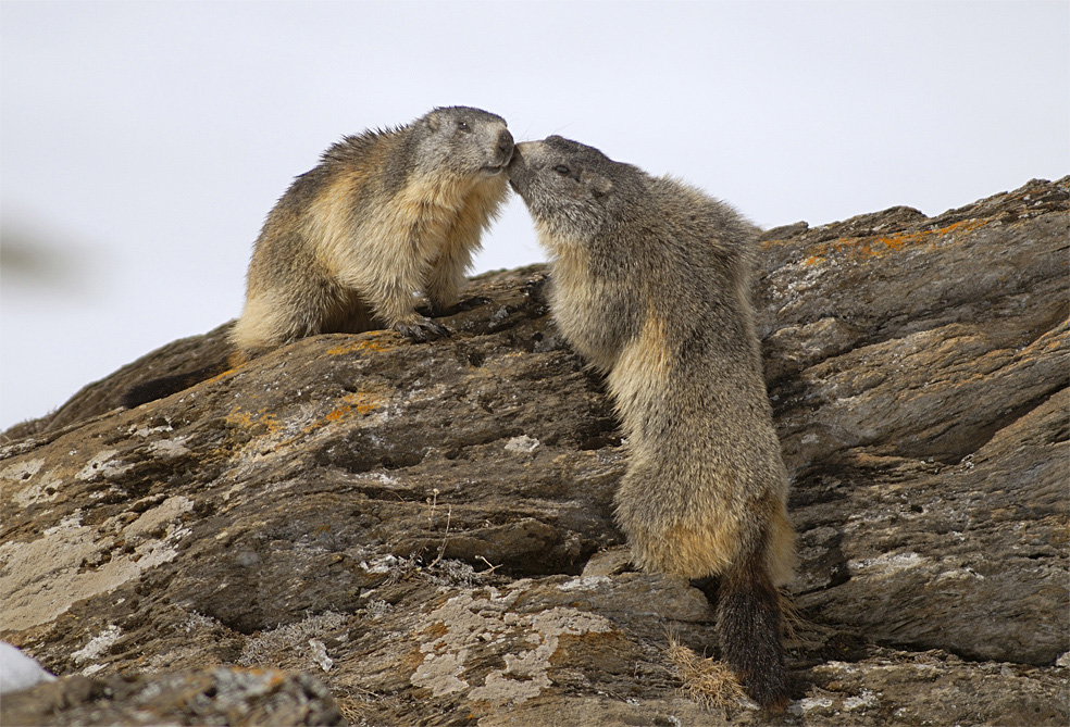 Marmotte (Marmota marmota)