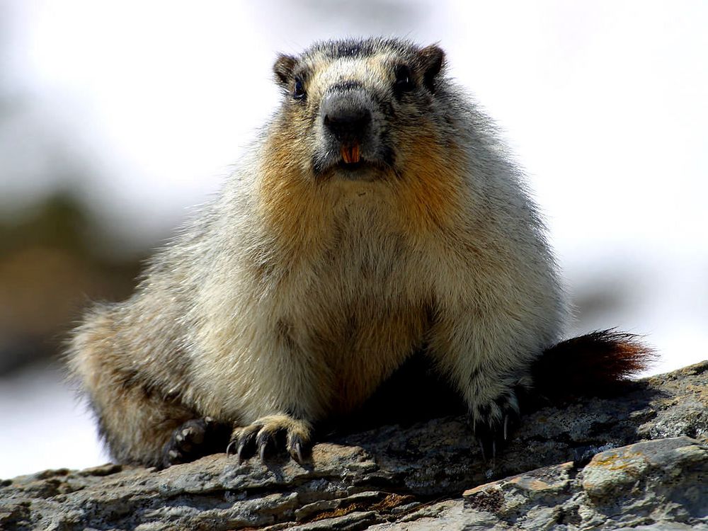 Marmotte - Parc de la Vanoise _ Savoie