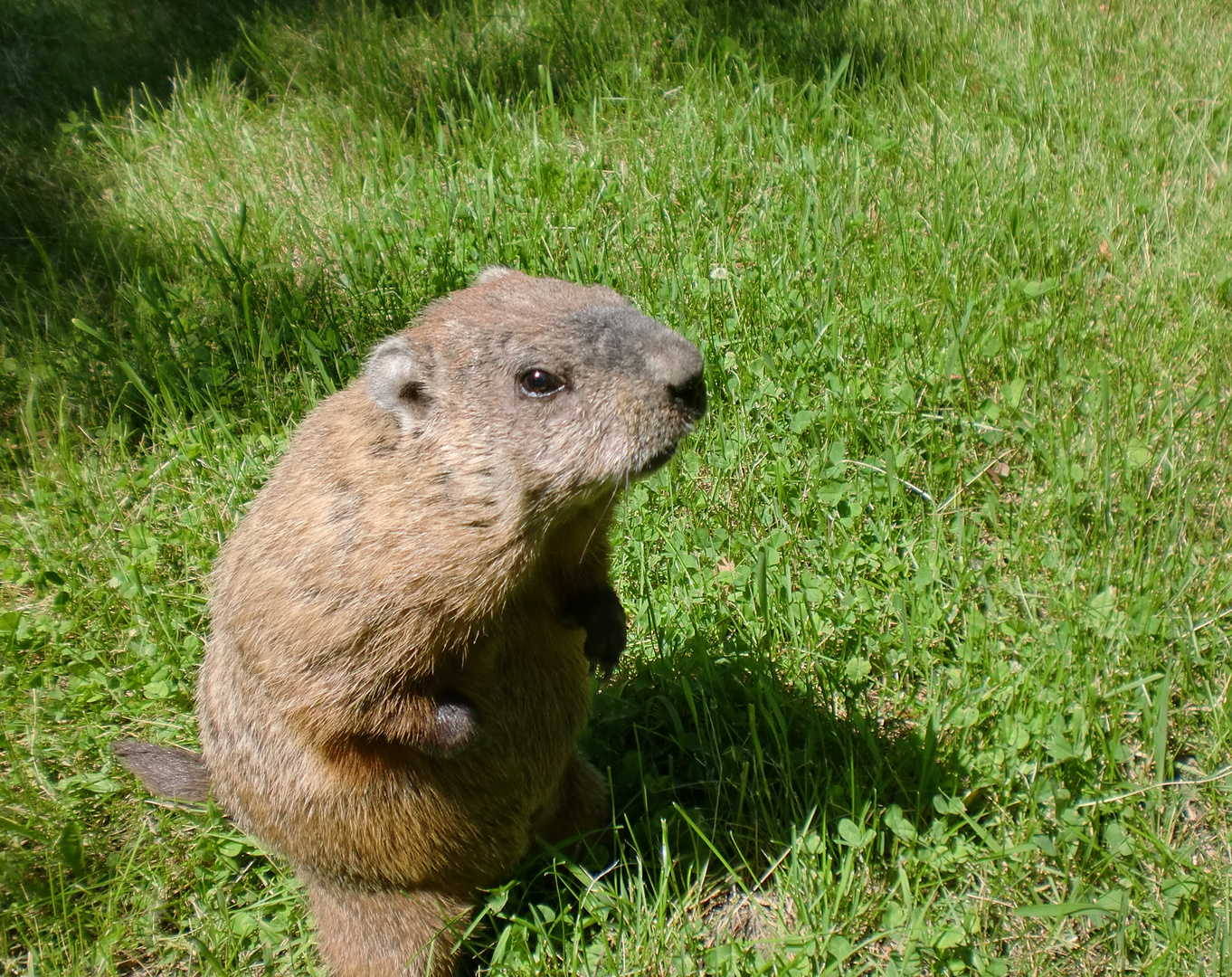 Marmotte protégée