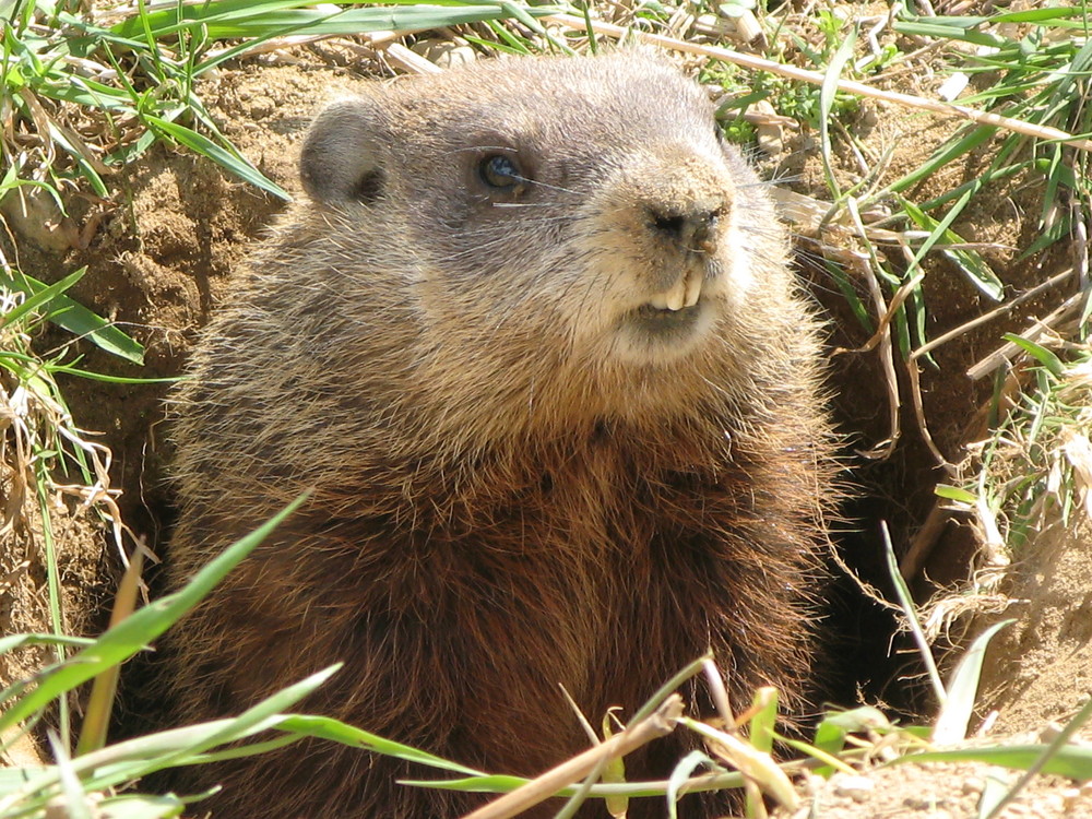 Marmotte québécoise