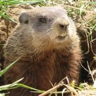 Marmotte québécoise