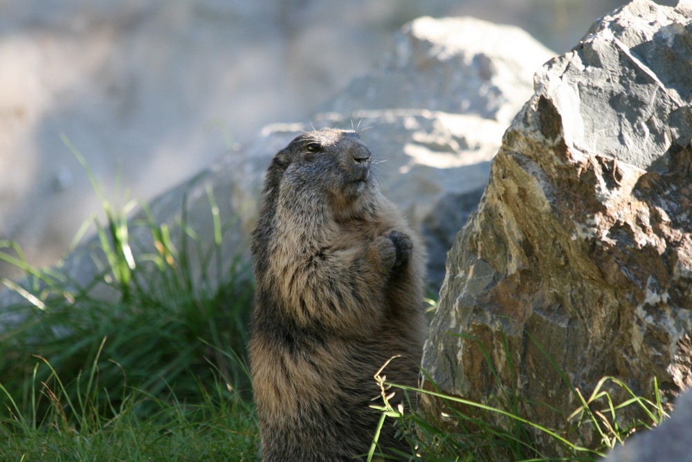 Marmotte qui pose