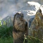 Marmotte qui pose