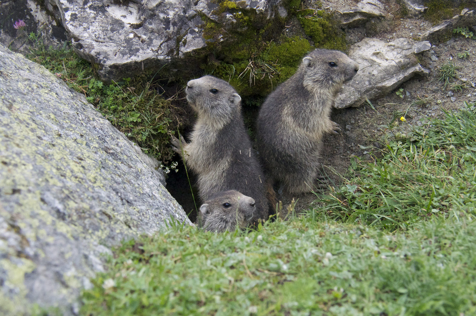 marmottes