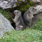 marmottes