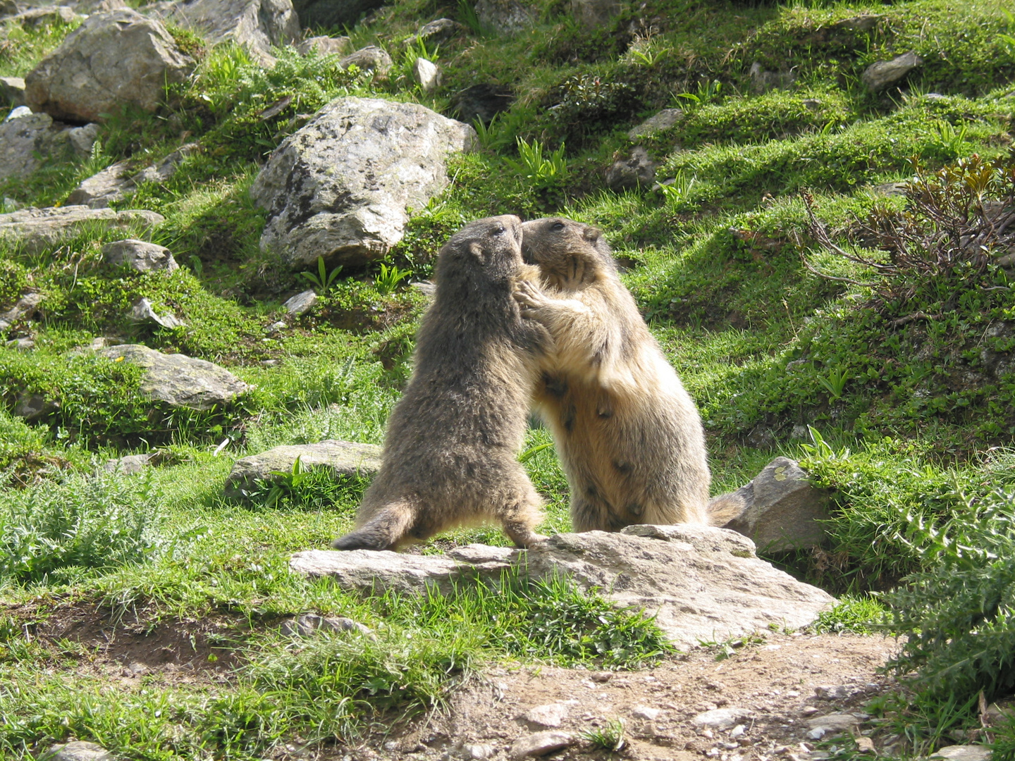 marmottes