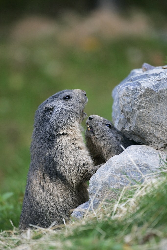 Marmottes