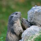 Marmottes