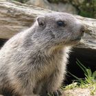 marmottes