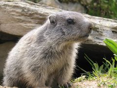 marmottes