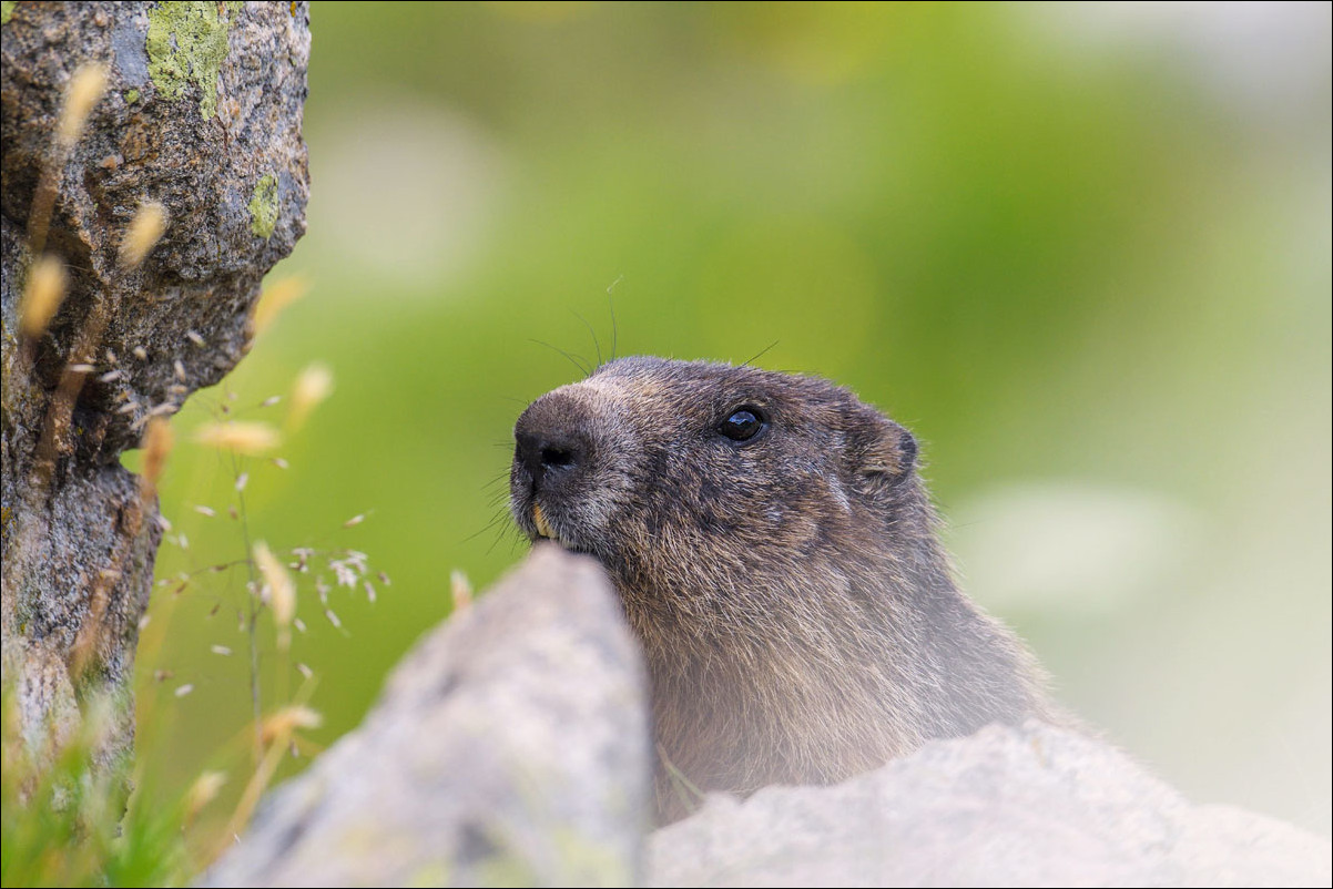 Marmottes