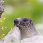 Marmottes