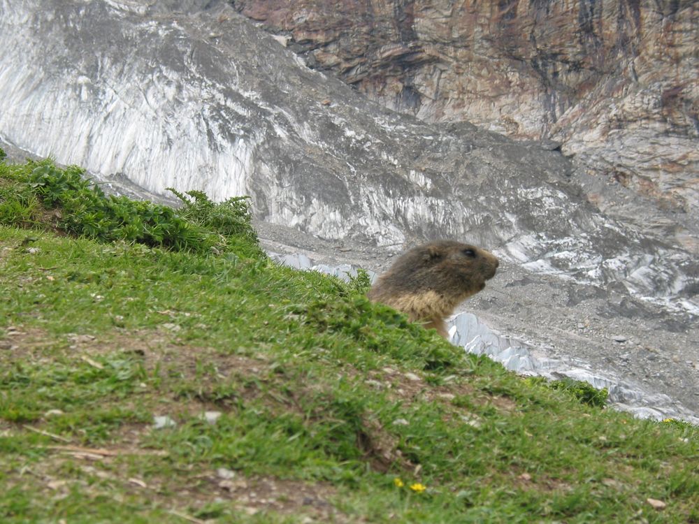 marmottes