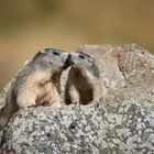 Marmottes