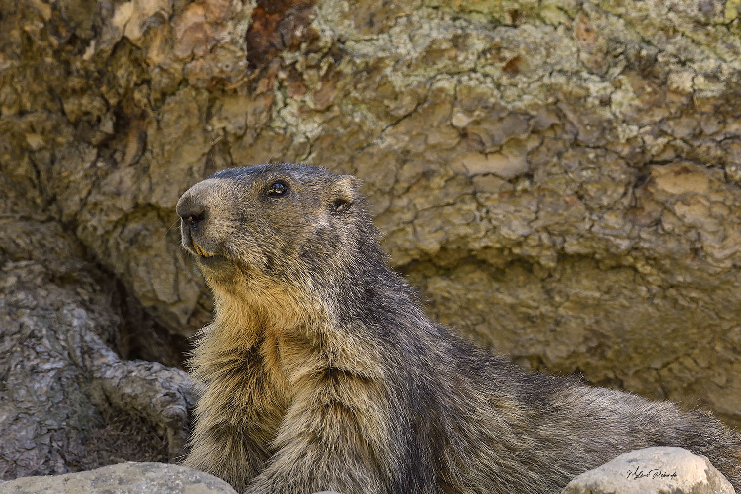 Marmottes de Saint Dalmas Le Selvage