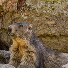 Marmottes de Saint Dalmas Le Selvage