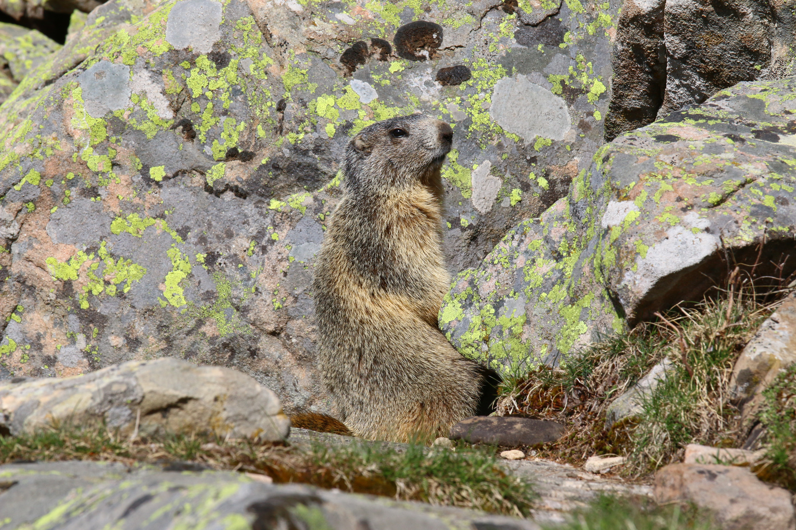 marmottes du Mercantour