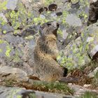 marmottes du Mercantour