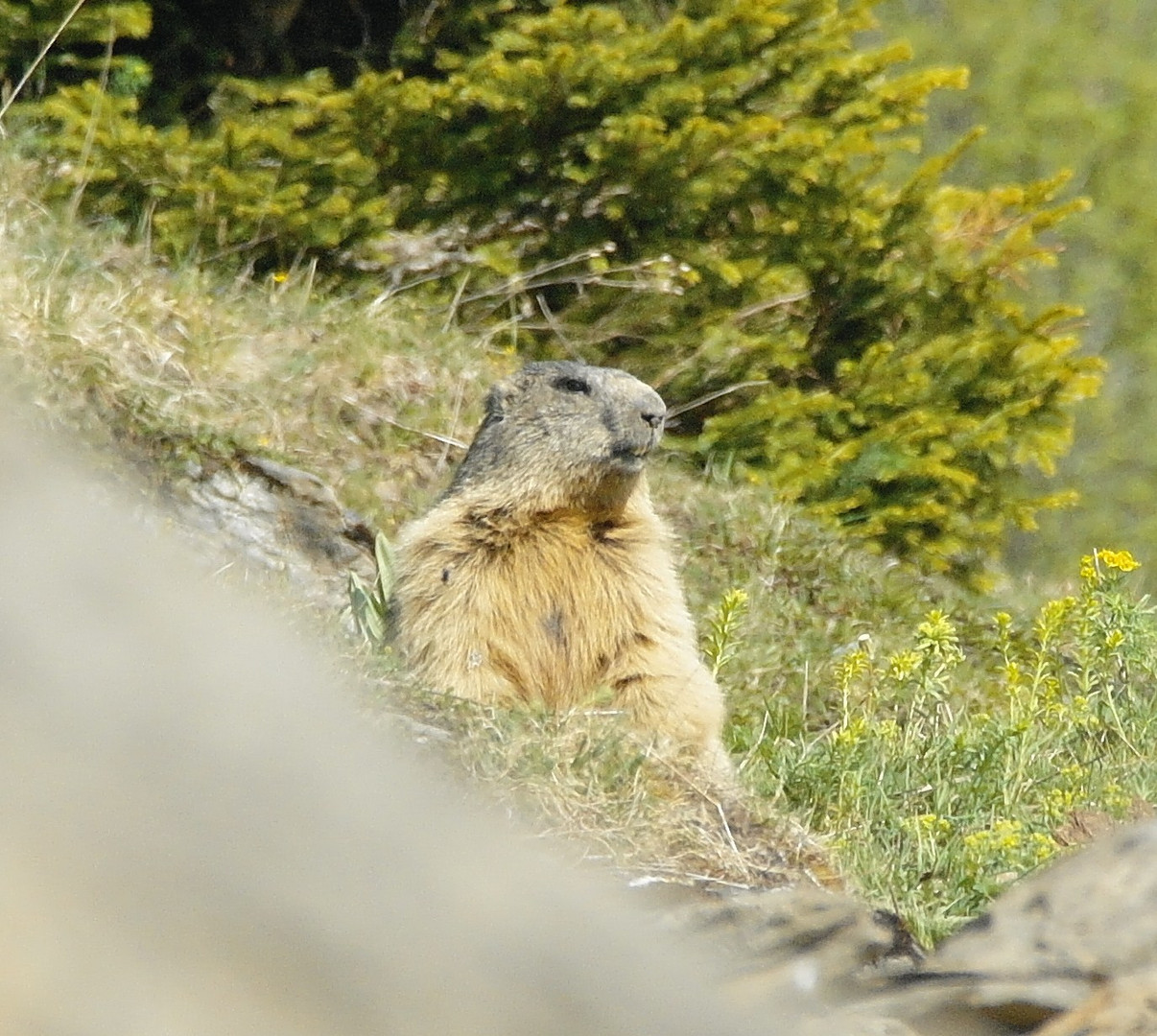 Marmottes