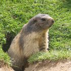 marmottes